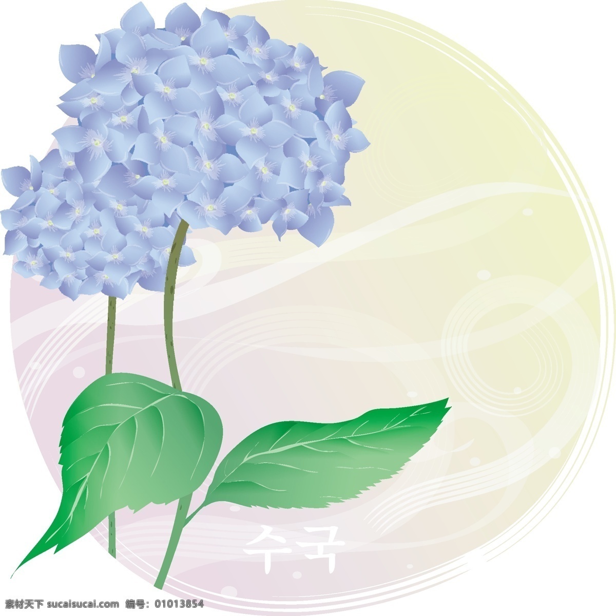 植物 插图 绣 球花 绣球花 紫阳花 观赏花木 植物插图 白色