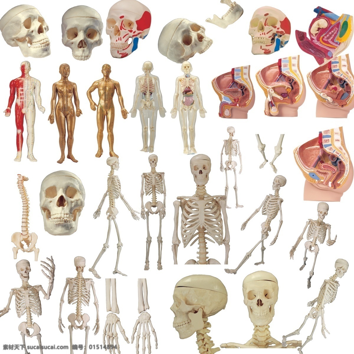 人体 结构 系列 高清 器官 内脏 骷髅头 骨架 医院 分层 源文件