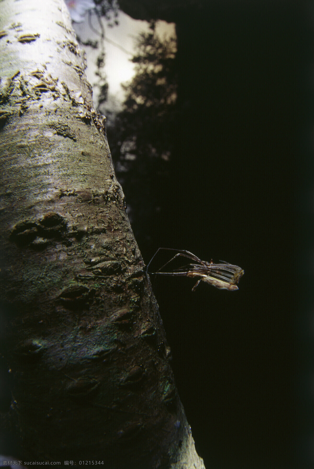 树 杆 上 昆虫 树杆 树枝 昆虫摄影 动物 动物素材 自然 自然风光 大自然 森林 草 图片背景 田野 野外 山水风景 风景图片