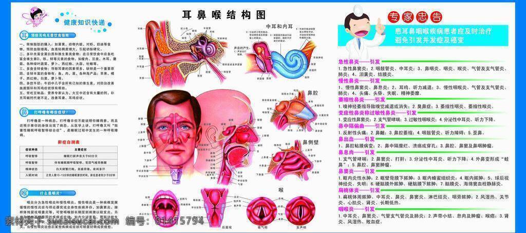 耳鼻喉科 结构 图解 结构图 人体 生活百科 医疗保健 人体结构 矢量 海报 其他海报设计