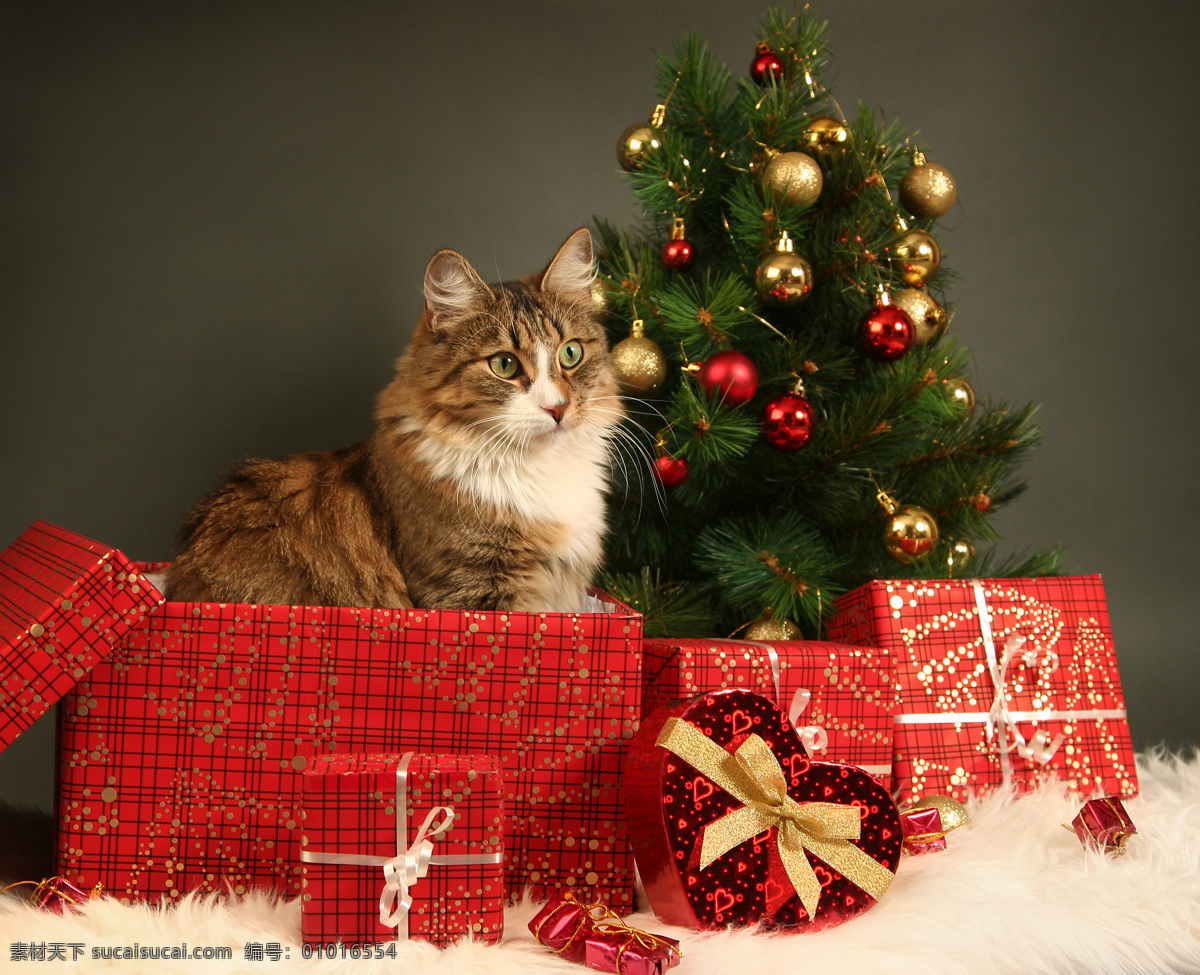 礼物盒与小猫 礼物盒 小猫 圣诞树 圣诞动物 动物 圣诞节 陆地动物 生物世界 黑色