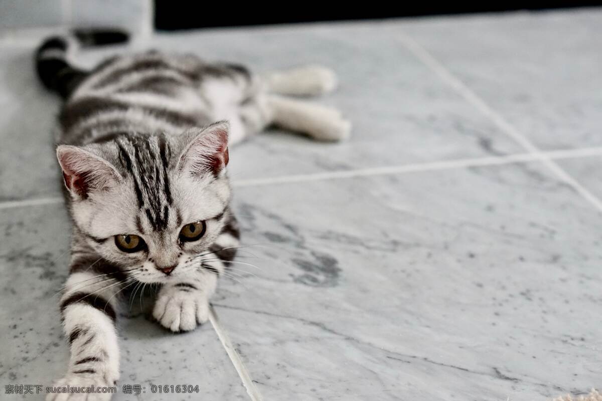 猫猫 宠物猫 可爱 白色 唯美 电脑壁纸 手机屏保 动物 花纹 宠物动物 生物世界 家禽家畜