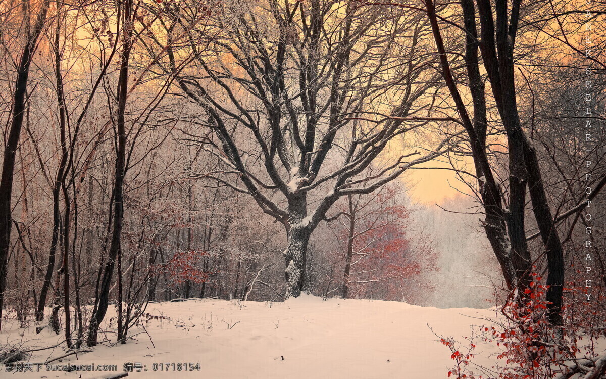 清晨雪景 雪景 雪 树 黑色