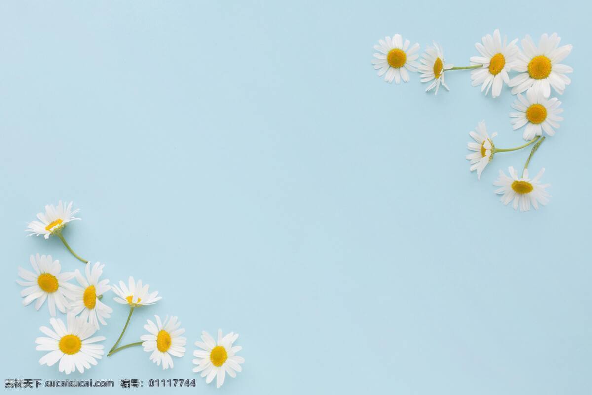 植物 美丽 自然 春天 花卉 花瓣 鲜花 花朵 盛开 春色春景 春季 开花 黄花服装 内衣流行元素 流行元素 文化艺术 传统文化 花纹边框 小雏菊 底纹边框 背景底纹