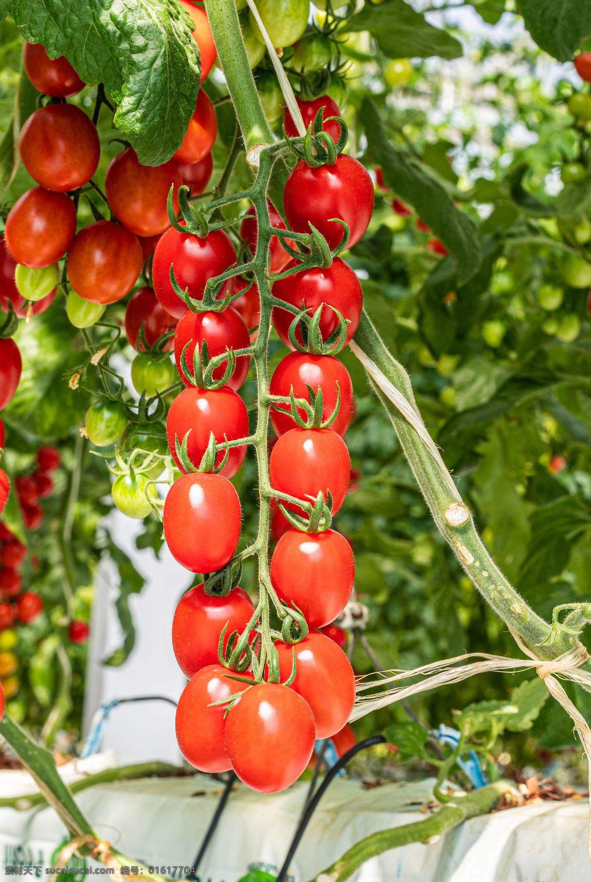 串红小番茄 蔬菜 小番茄 串红 西红柿 小西红柿 樱桃西红柿 生物世界