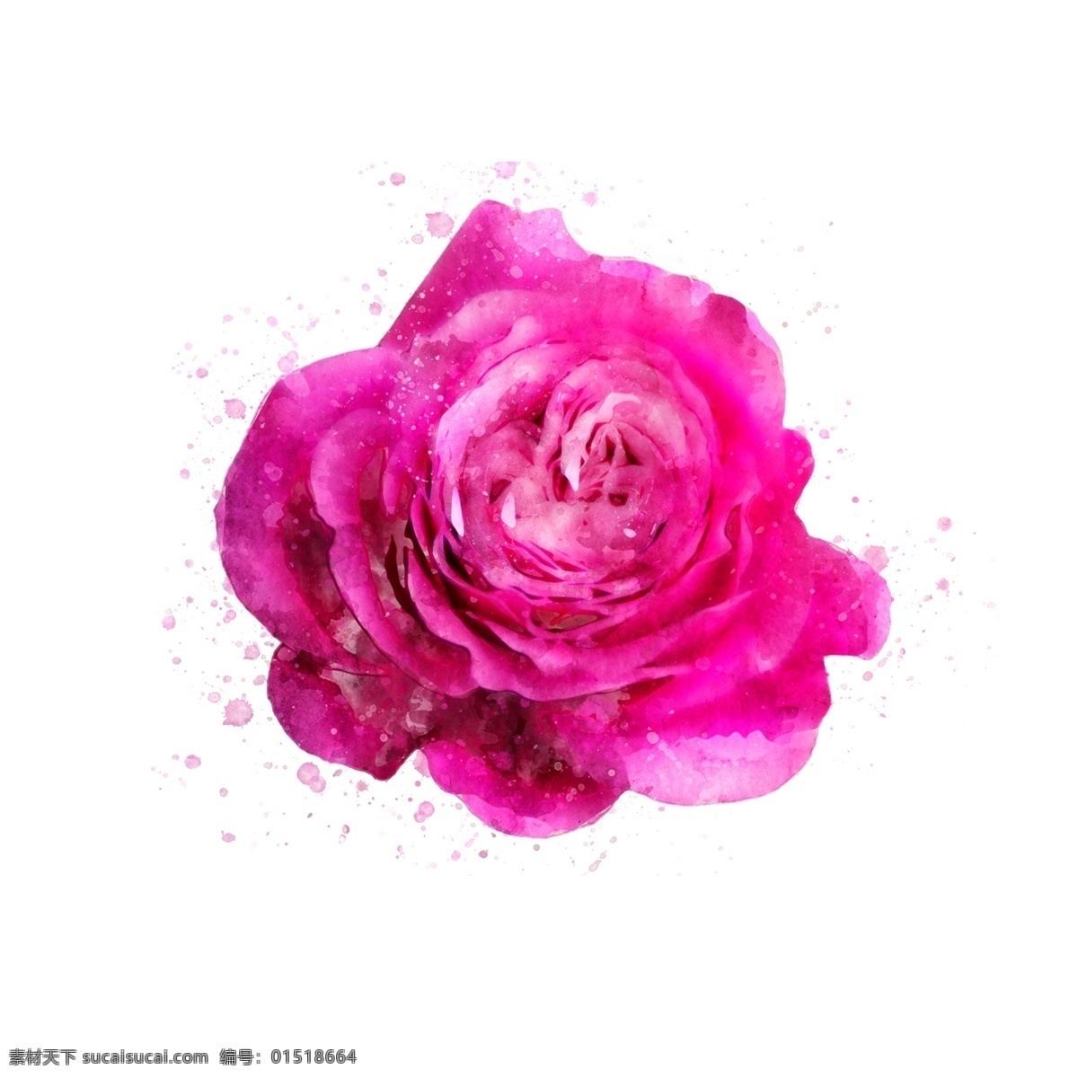 手绘 花卉 玫瑰红色 植物 水彩 元素 红色 原创 植物元素 玫瑰