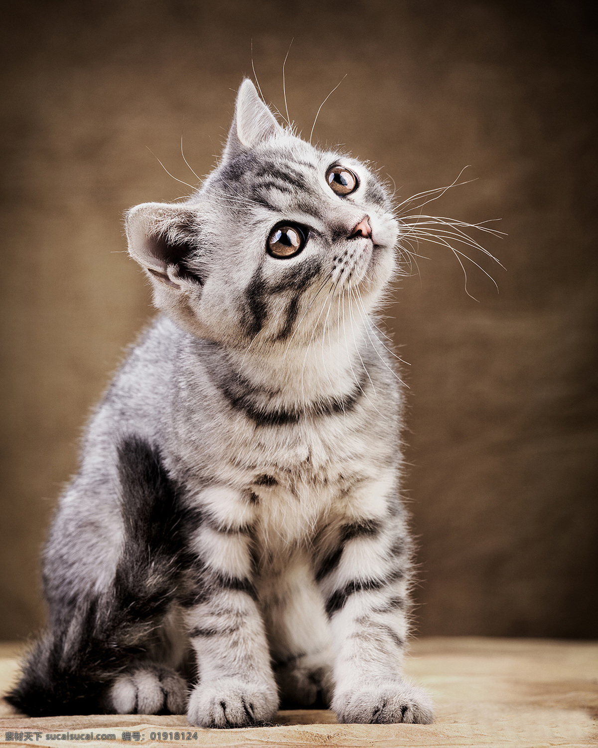 可爱的猫咪 动物 宠物 可爱 小猫 猫咪 生物世界 家禽家畜