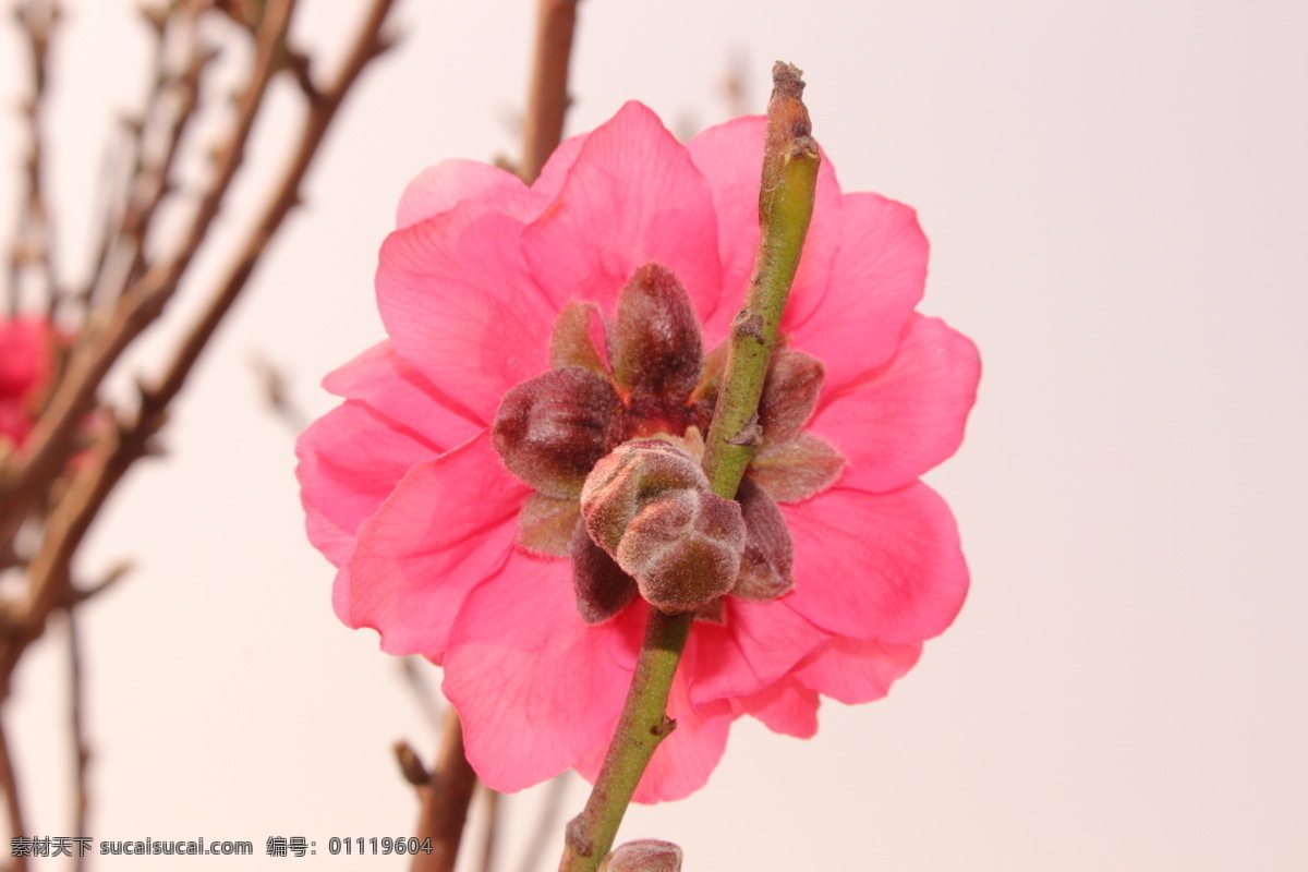 美丽的桃花 桃花 植物 花朵 美丽 生物 桃红 花香 春天 微距摄影 桃花运 花园 花瓣 开花 种植 桃花园 花草 生物世界 白色