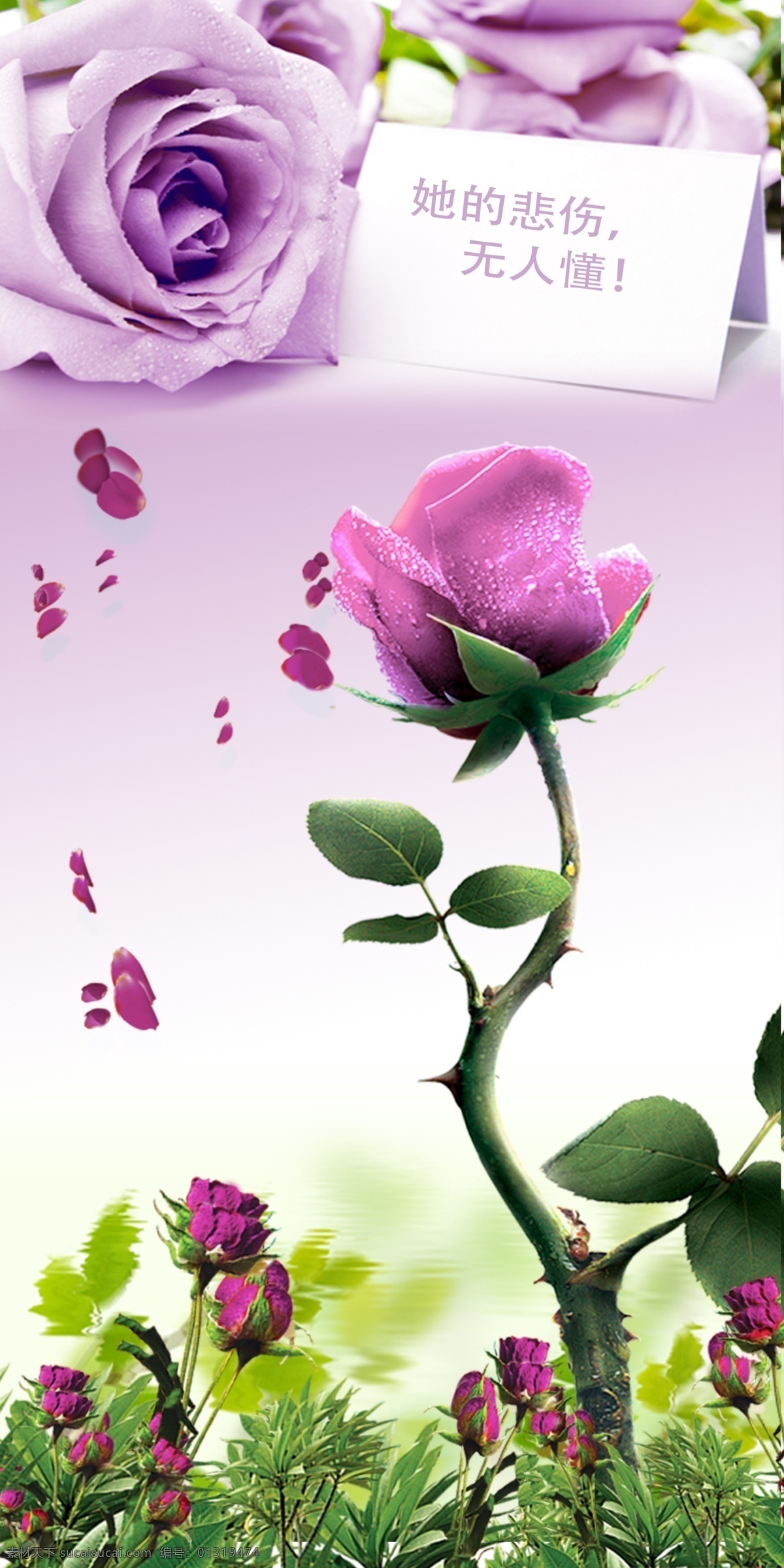 紫色玫瑰 背景墙 花卉 玫瑰 紫色 花 底纹边框 移门图案 玫瑰背景 紫玫瑰背景 紫色背景 紫玫瑰 玫瑰瑰花 紫色玫瑰花 背景 花草 生物世界