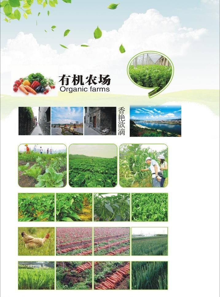 有机 农场 菜地 绿色蔬菜 其他设计 有机农场 陕南风景 安康汉江 陕南有机农场 安康风景 矢量 风景 生活 旅游餐饮