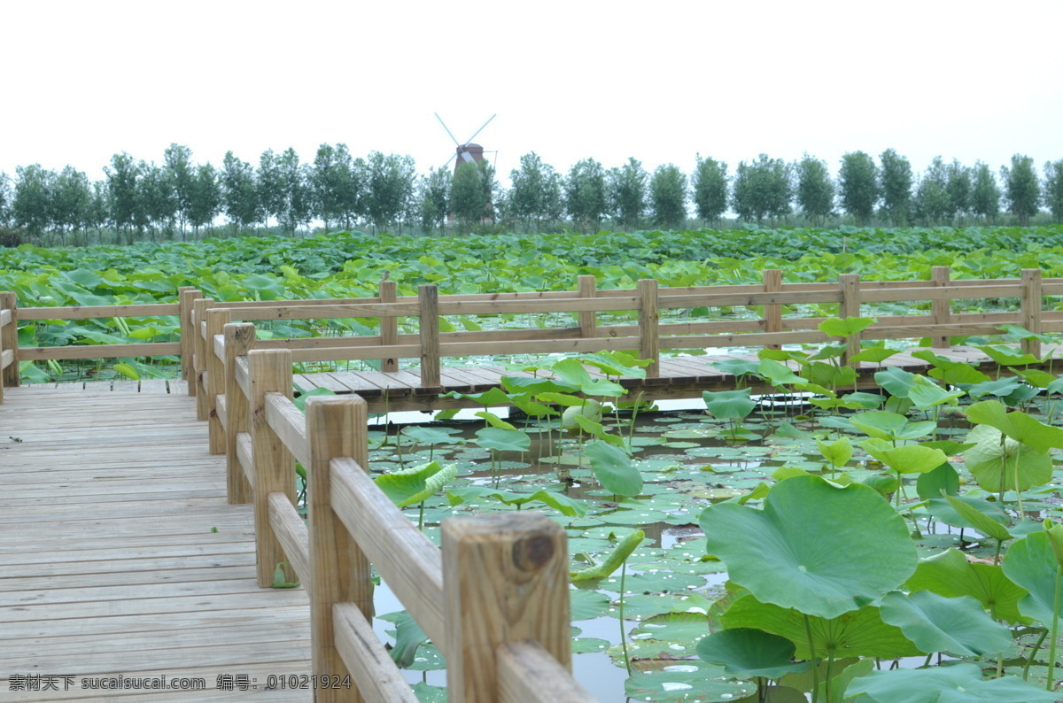 荷花 莲池 绿色 红荷 夏季 荷叶 莲子 莲蓬 芦苇 木栈 花草 生物世界