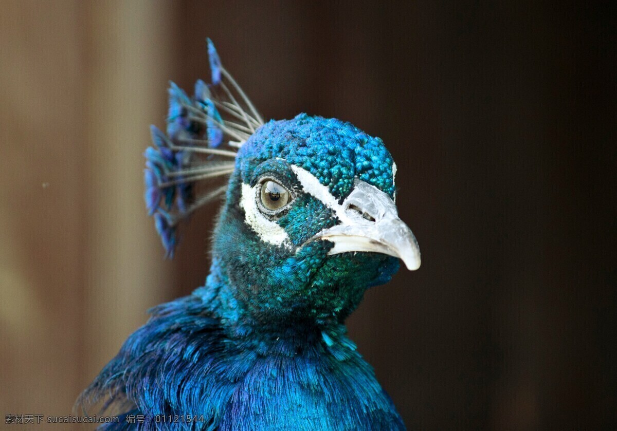 拍摄 原创 创意 动物 特写 孔雀 头部 蓝色 产品摄影 生物世界 鸟类