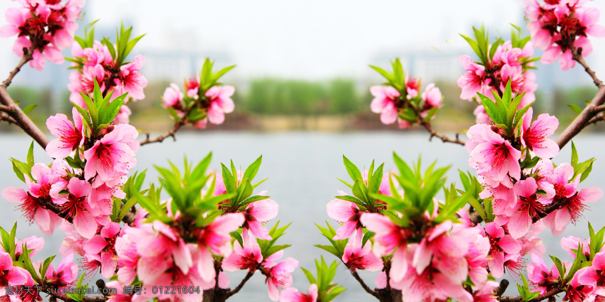 桃花樱花花艺 桃花 桃树花 樱花 桃花源 桃花苑 桃花园桃园 鲜花 盆栽 花卉 花海 花朵花语 花瓶 夏花 花之物语 唯美 花朵 居家插花 插花 插花艺术 花艺摆设摄影 插花diy 地产活动 暖场活动 活动现场 diy 活动 插花实拍 花艺造型 花艺摆设 花儿 花卉花艺 桃花源苑 生物世界 花草