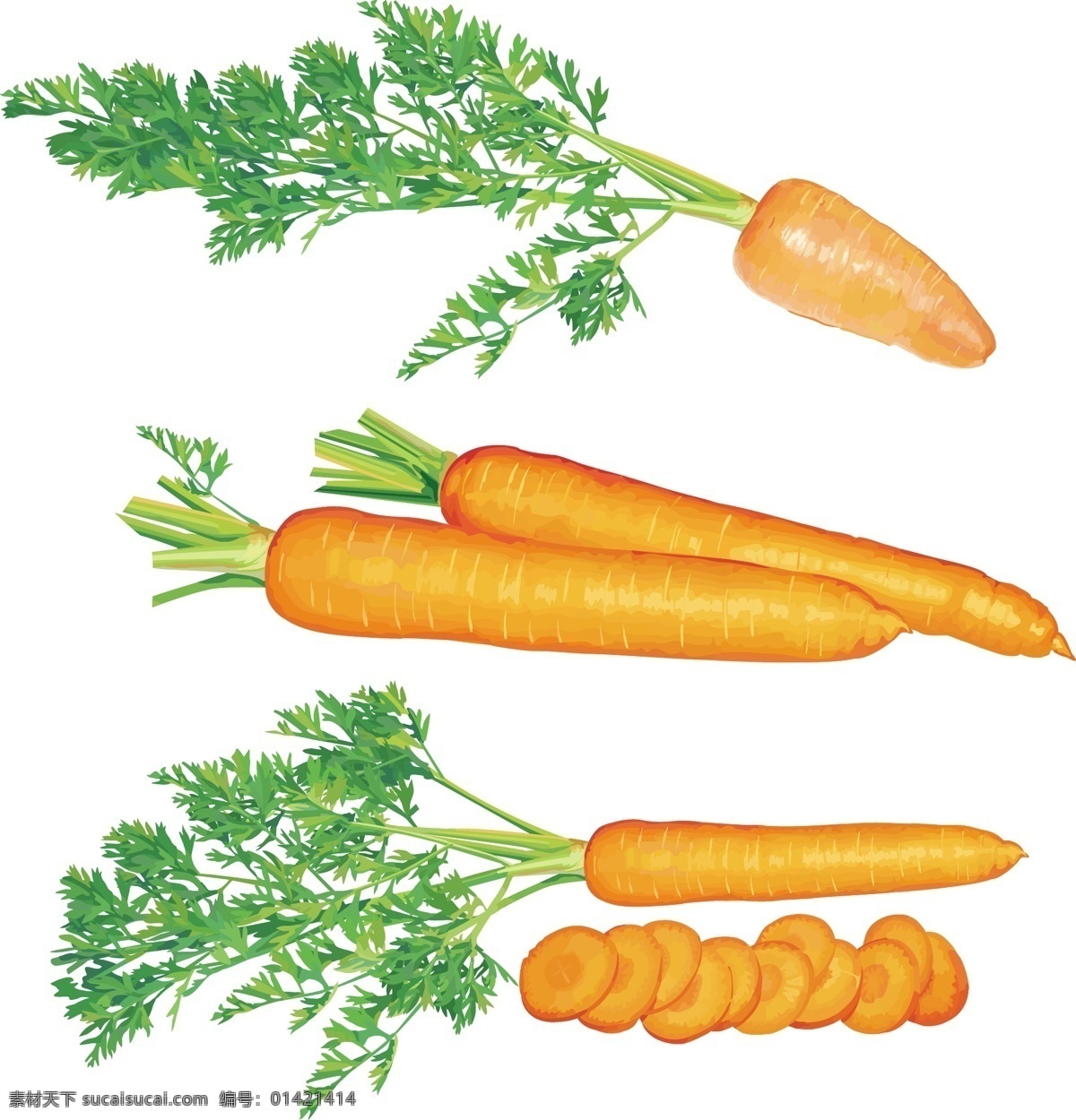 超 写实 胡萝卜 绿叶子 模板 模版 设计稿 蔬菜 素材元素 新鲜 源文件 矢量图