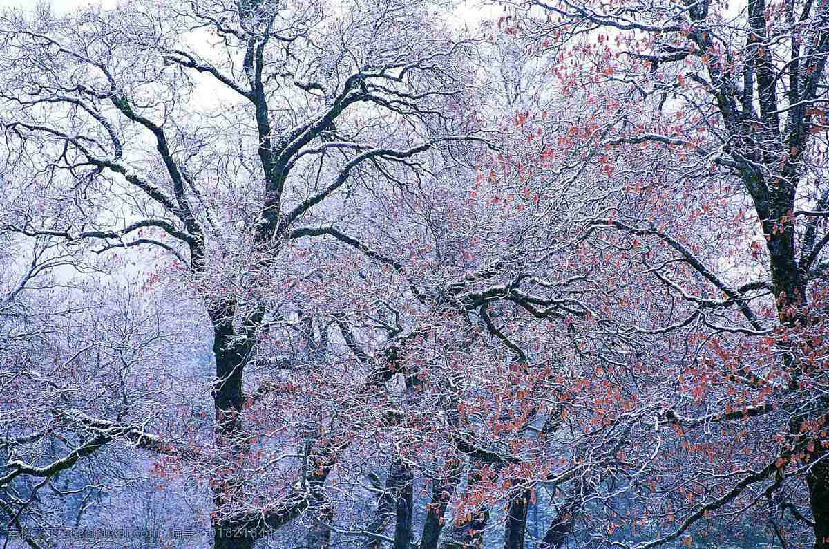 森林 树木 森林背景 森林树木 树干 树林 树木剪影 树叶 树枝 雪 雪花 雪景 雪山 雪花背景 雪地 风景 生活 旅游餐饮