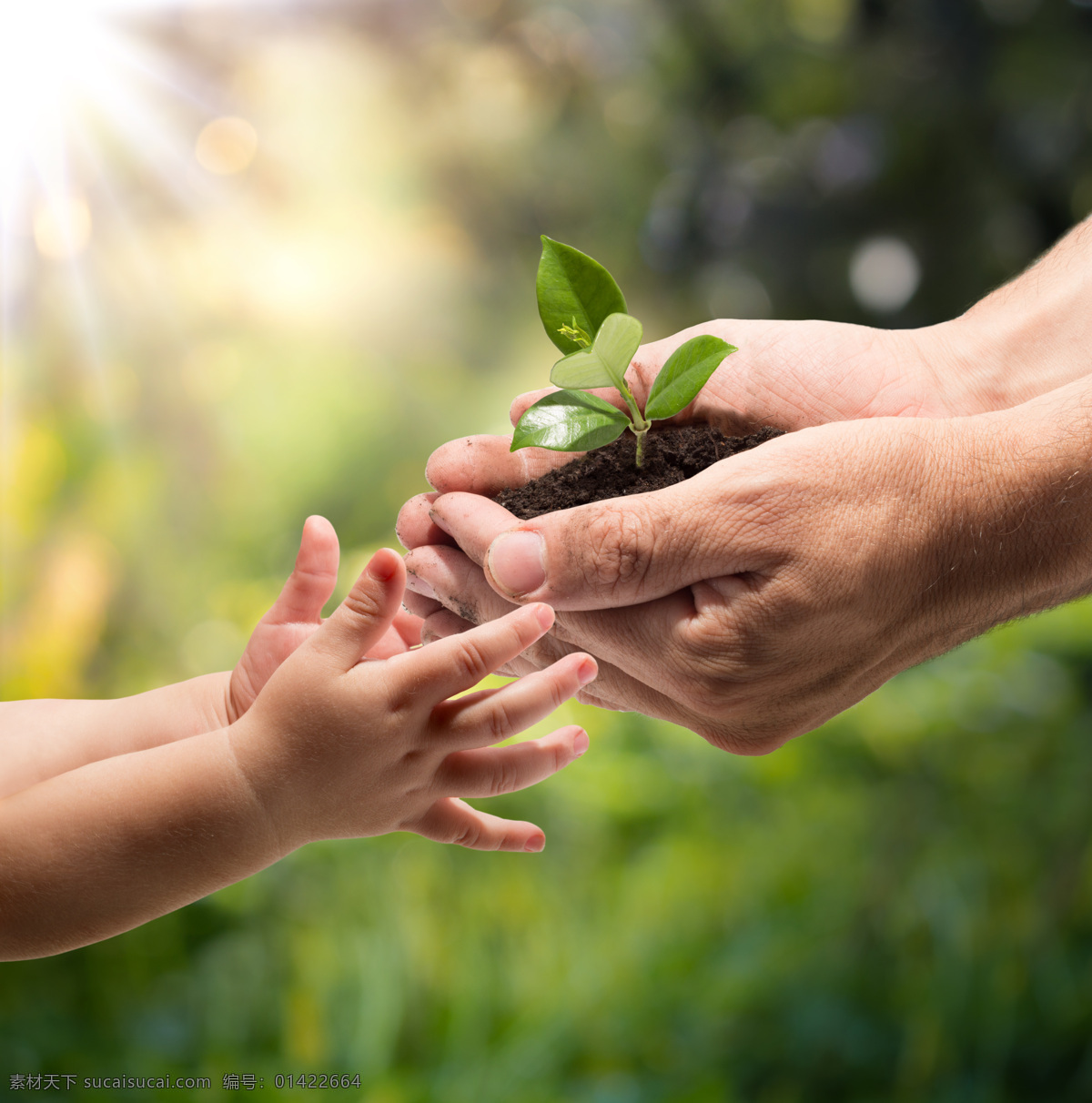 手心的树苗 手掌 手捧 希望 植物 手捧树苗 幼儿 婴儿手 土壤 环保 绿色 春天 创意 公益广告