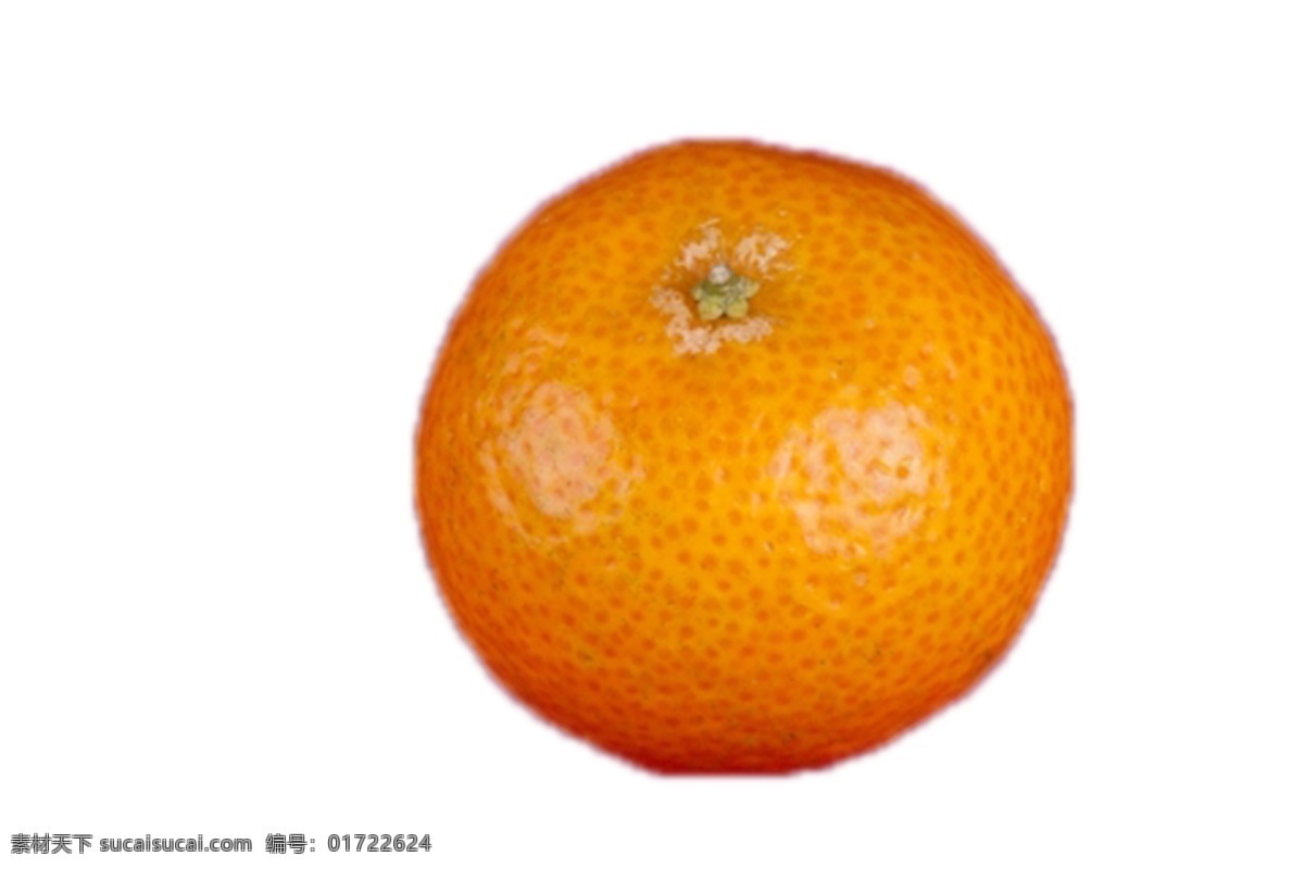 圆 大 一个 橘子 新鲜 甘甜 好吃 绿色 安全 野生 橘子树 成长 植物 美丽 水果 水分足