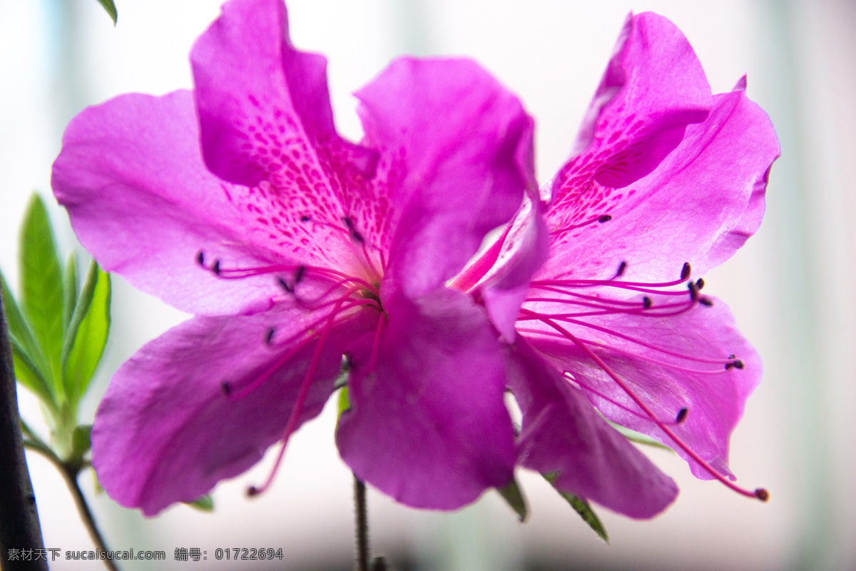 杜鹃花 杜鹃 紫 花 盆景 阳台 自然景观 自然风景