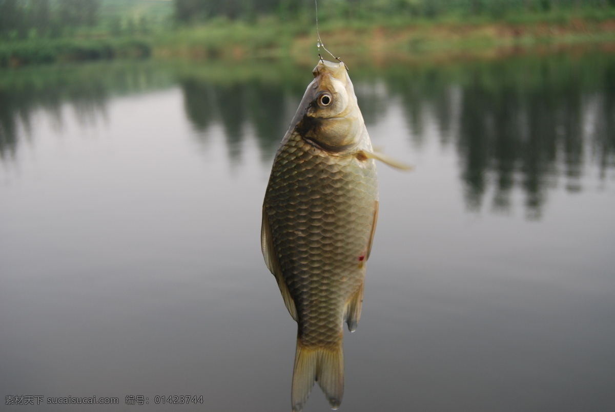 鲫鱼 垂钓 生物世界 鱼 鱼类 野生鱼 土鲫