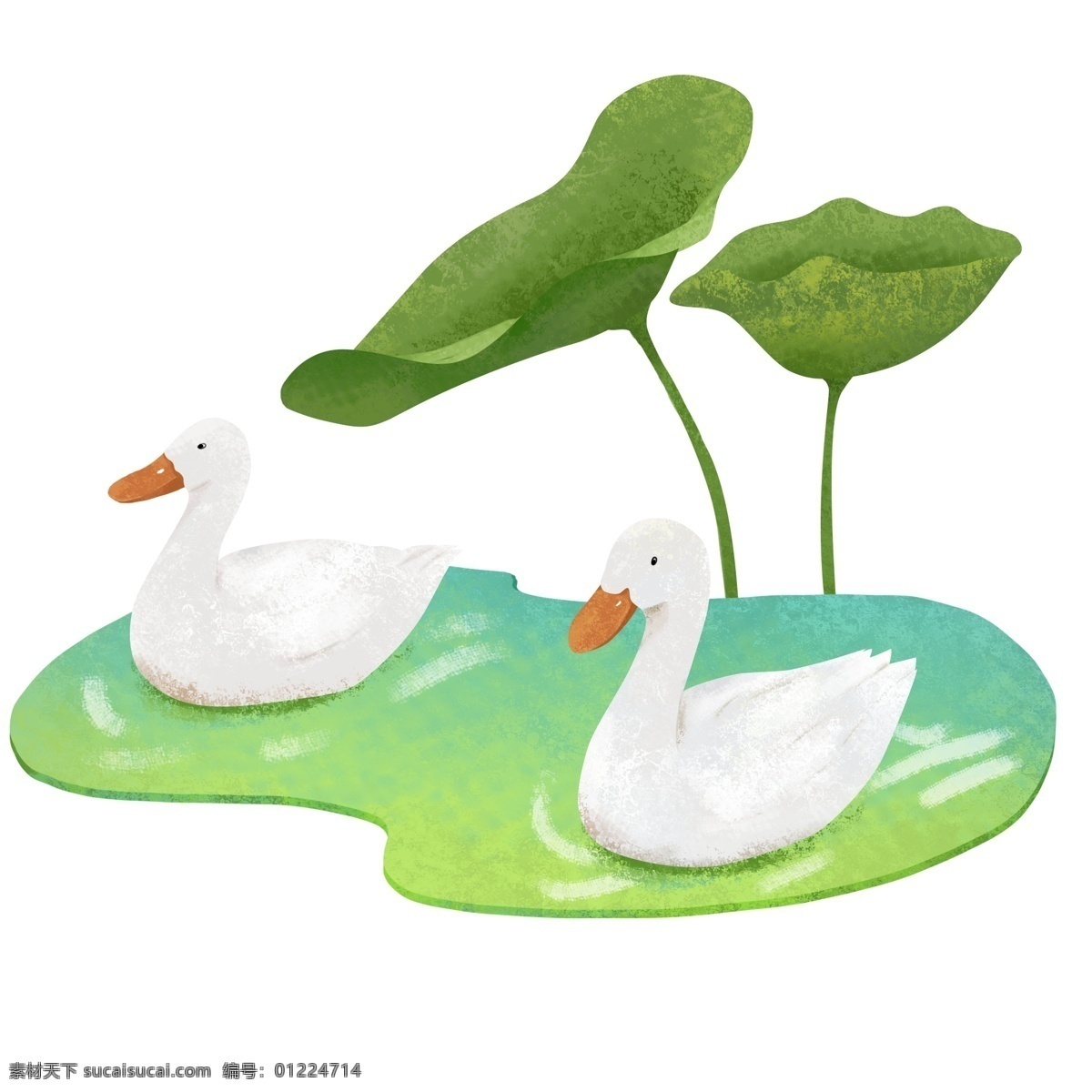 处暑 水 鸭子 荷叶 手绘 插画 原创 商用 元素 绿色 清新 夏天 白色鸭子 水鸭