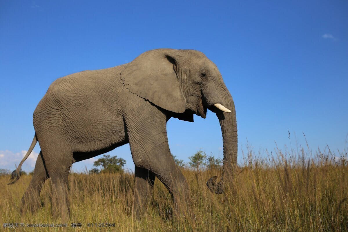 非洲草原象 草原象 非洲象 非洲大象 非洲草原 大象 野生象 野生大象 野生 野生动物 草原 大草原 草地 动物 生物世界 动物世界