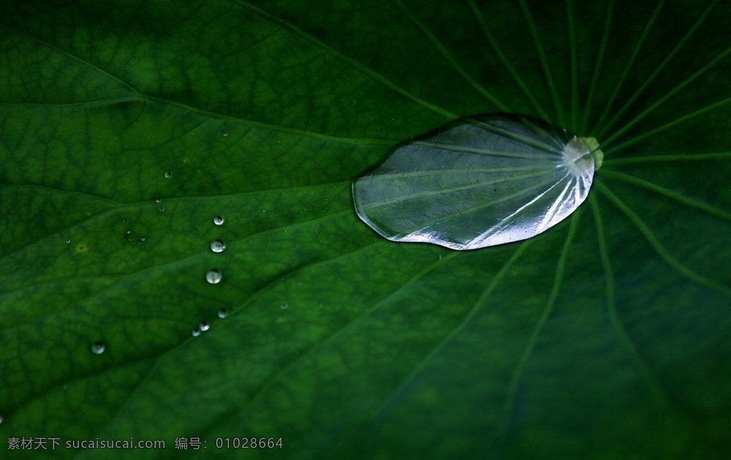 荷叶 荷塘 雨水 水滴 荷花 雨中采荷 花草 生物世界