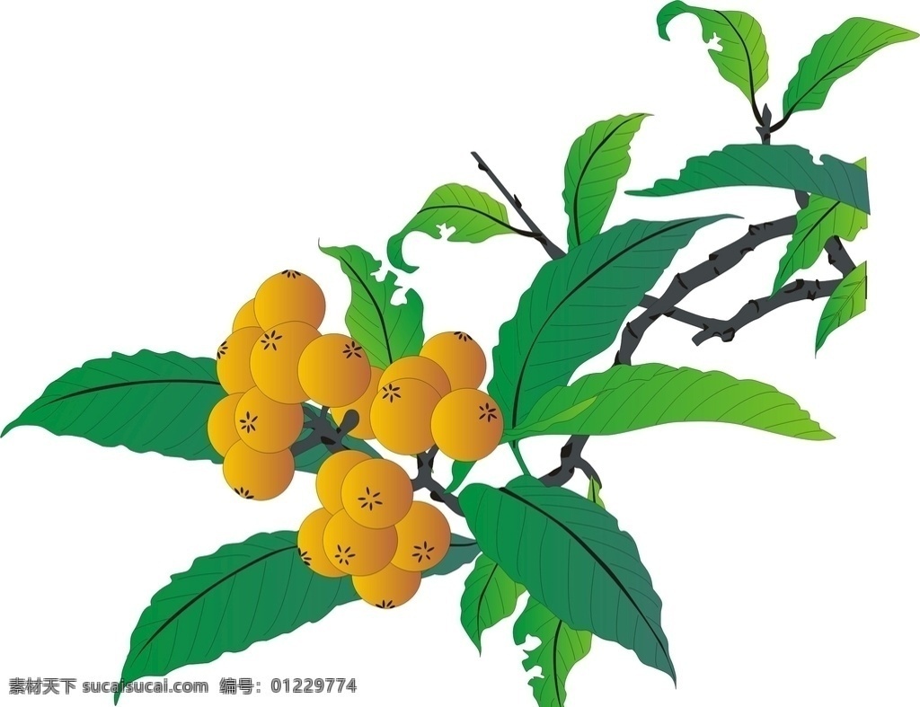 枇杷 果树 水果 矢量图 中国画