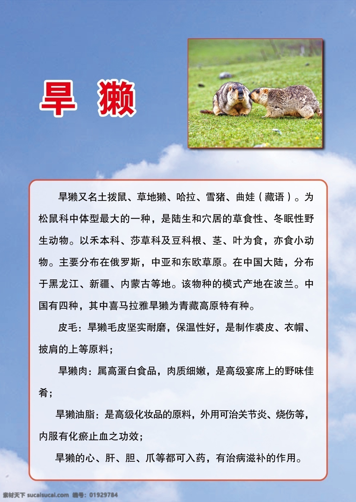 旱獭 旱獭简介 云朵 动物介绍 展板模板 广告设计模板 源文件