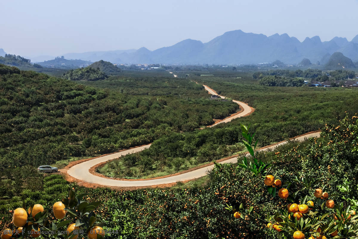 柑橘 橘子 桔子 果树 农产品 风景 旅游摄影 自然风景