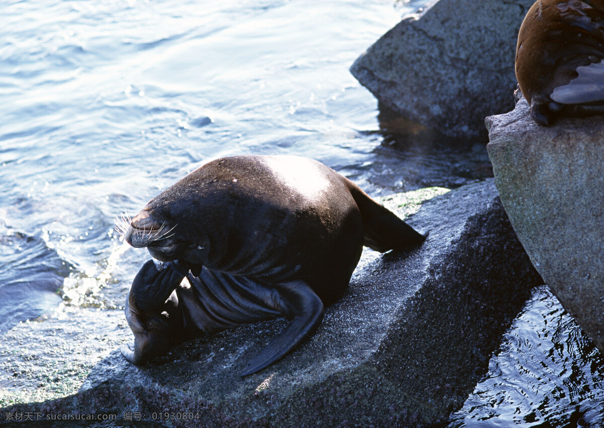 海岸 海豹 动物世界 生物世界 海底生物 海洋生物 野生动物 水中生物