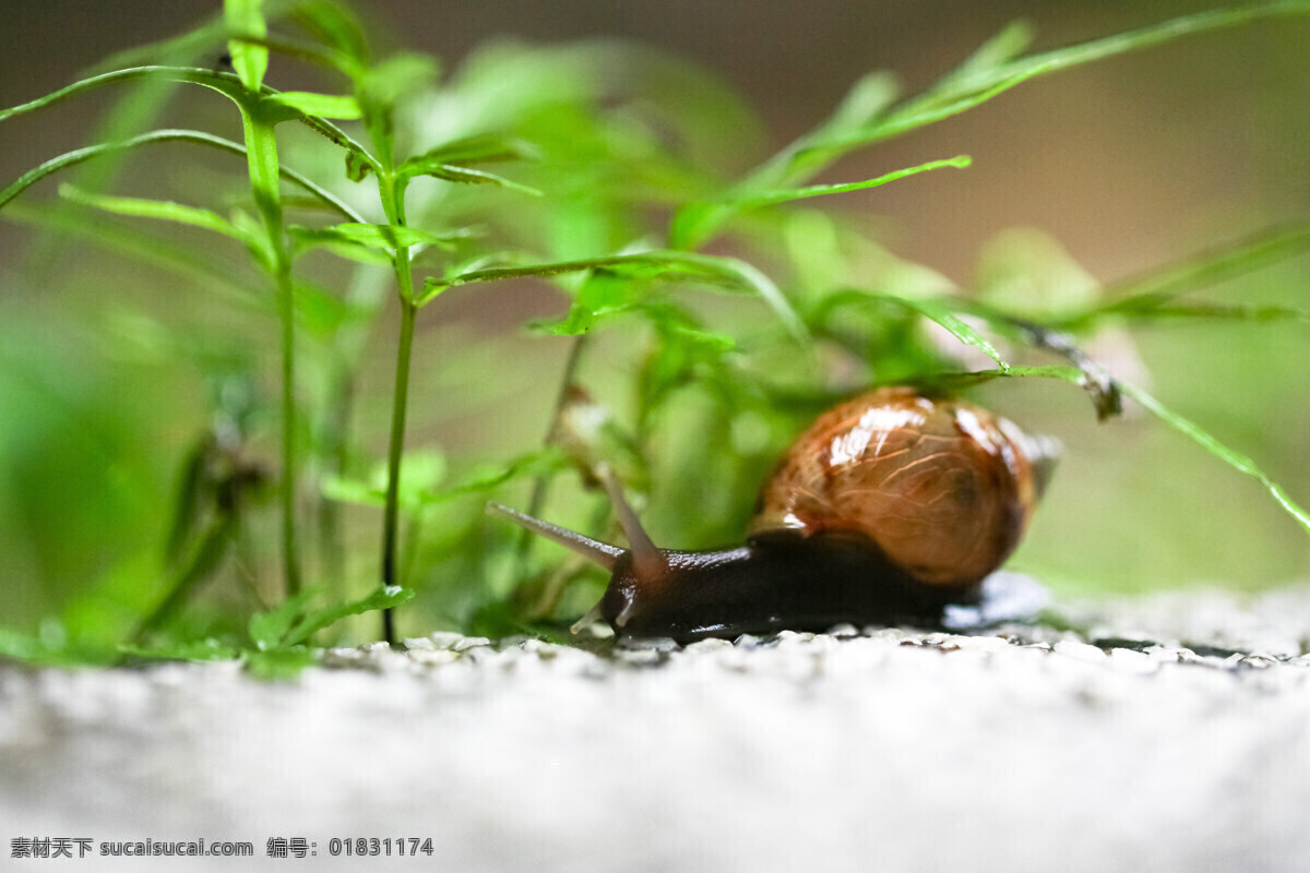 蜗牛 昆虫 生物世界 微距 软体动物 腹足纲 柄眼 snail 百微 摄影师 tank