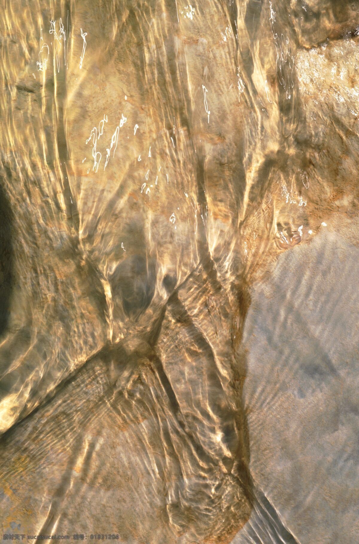 树木 纹理 木板 木头纹理 背景图片