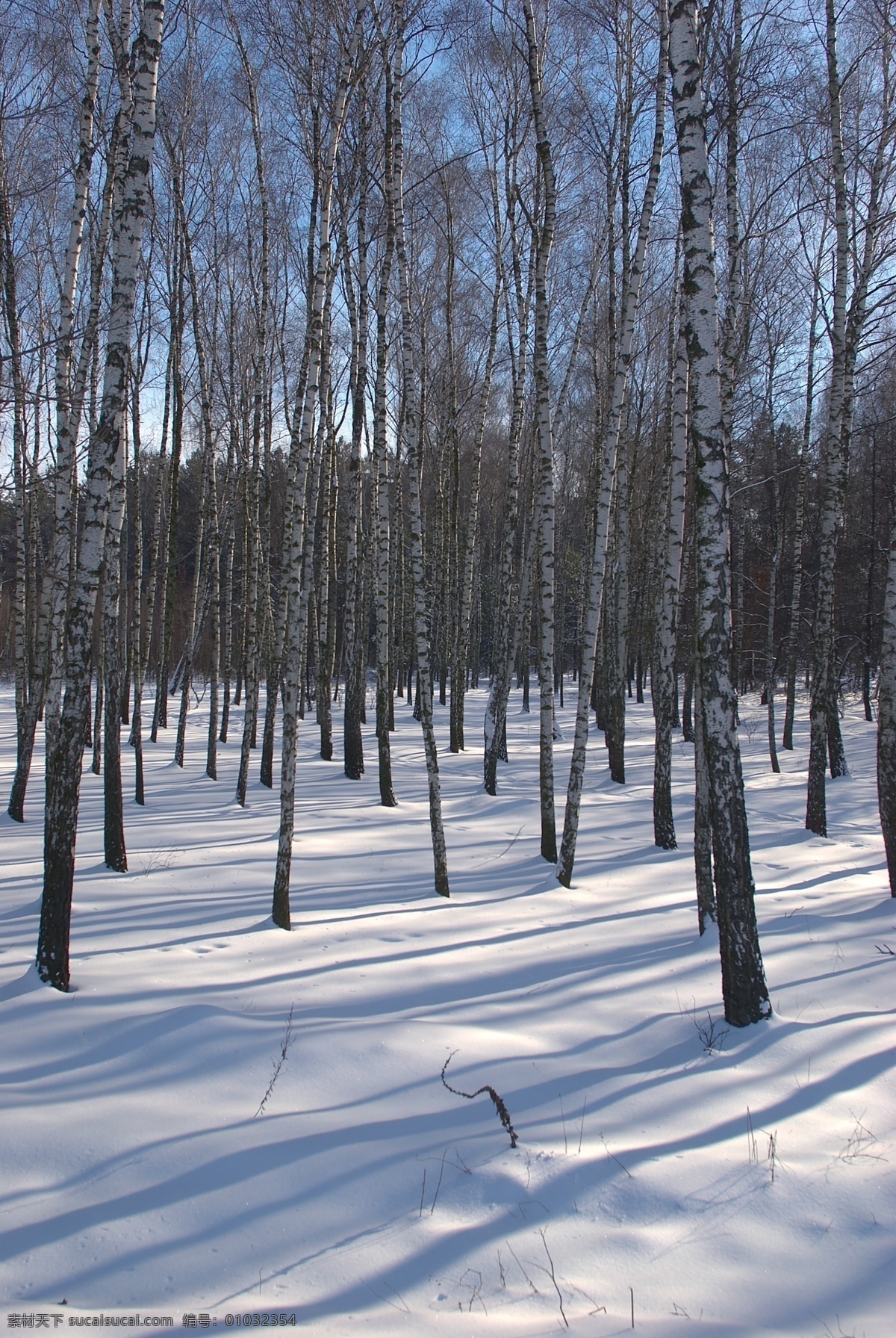 美丽冬天雪景 冬天雪景 冬季 美丽风景 美丽雪景 白雪 积雪 风景摄影 树木 树林 雪地 自然风景 自然景观 黑色