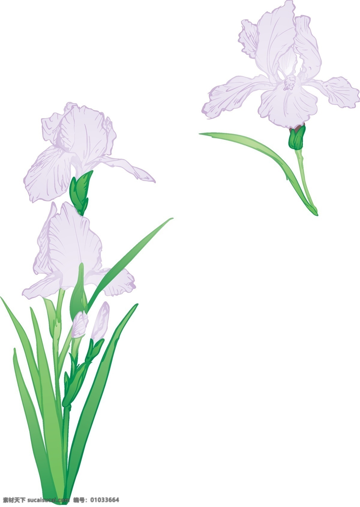 鸢尾花 植物 其他矢量 矢量素材 矢量图库