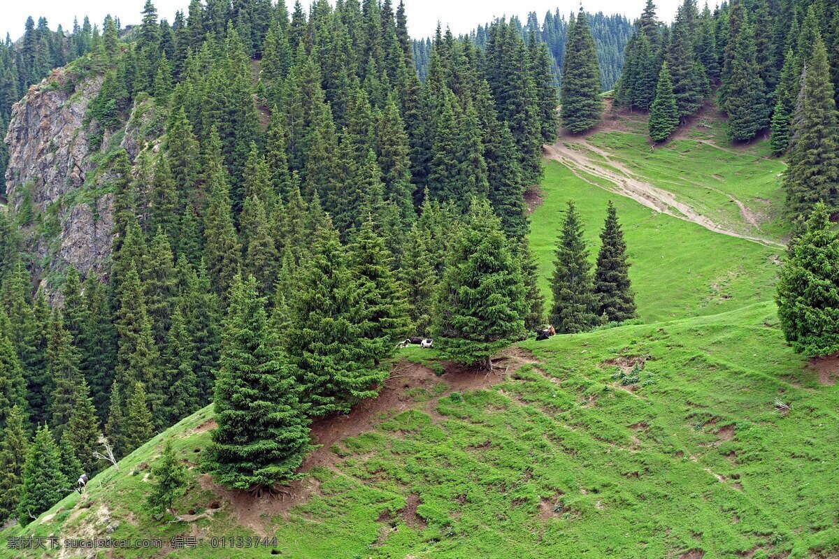 巩乃斯林场 山峰 高山 远山 山脉 原生态 草地 小花 山谷 松林 草场 登山 新疆风光摄影 旅游摄影 自然风景