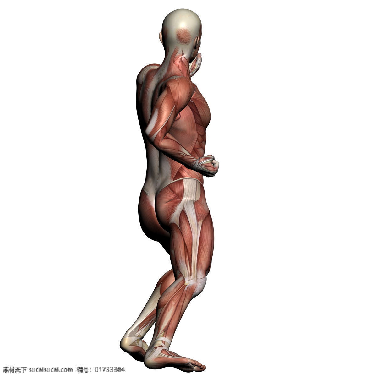人体 解剖学 男性 肌肉 医院医疗