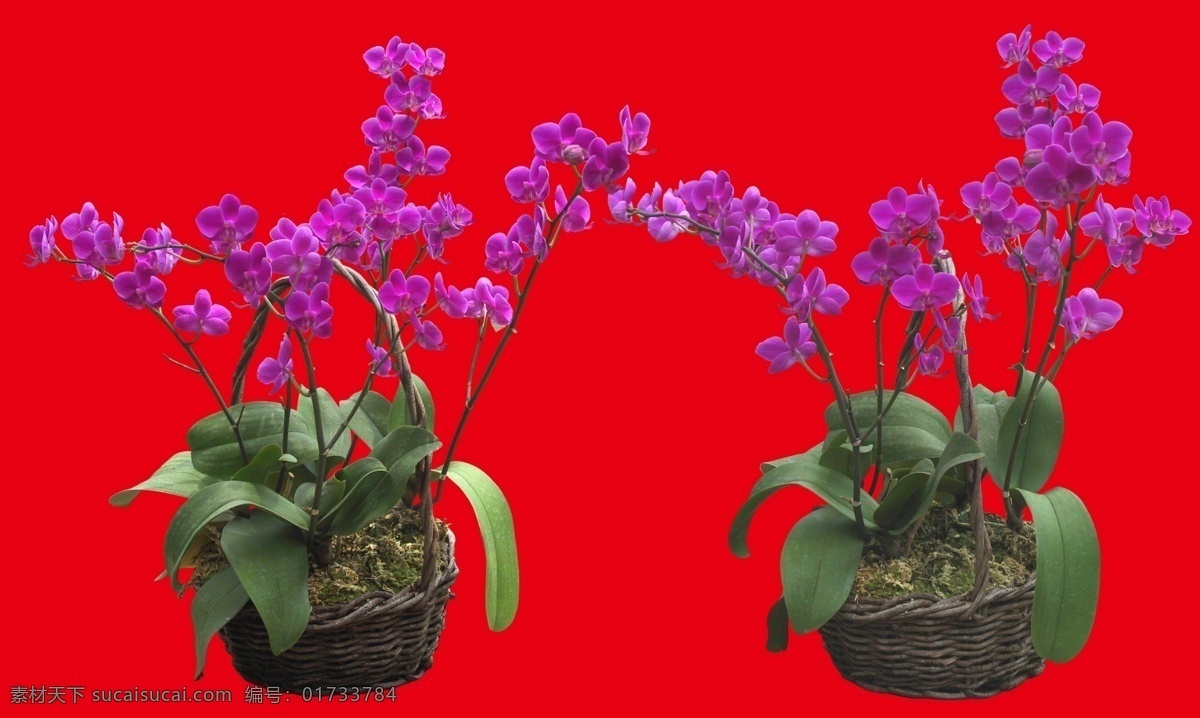 盆栽植物 花卉成片 片花 建模贴图 3d贴图 花海 花田 花圃 造型花 公园花卉 盆栽 盆景 盆栽食物 花卉高清素材 花卉透明 花卉抠图 成片花 分层