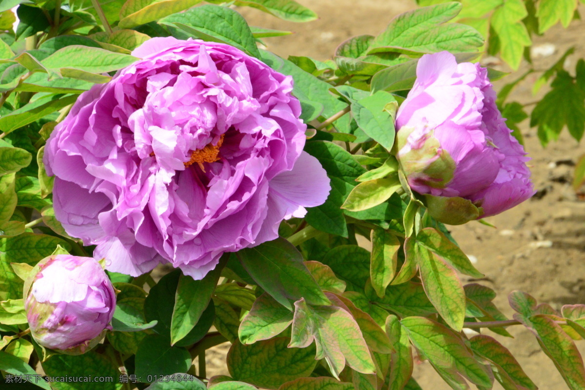 牡丹花 牡丹 观赏花卉 鼠姑 木芍药 百雨金 洛阳花 花朵 花瓣 花蕊 花卉 花儿 花草 植物 园林绿化 绿化景观 芍药牡丹 生物世界