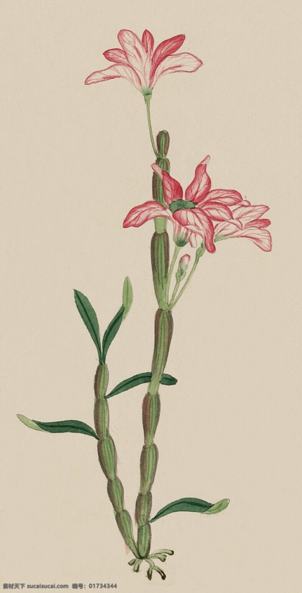 手绘水彩花 水彩画 装饰画 花卉 植物 水彩花 油画 国画 文化艺术 绘画书法