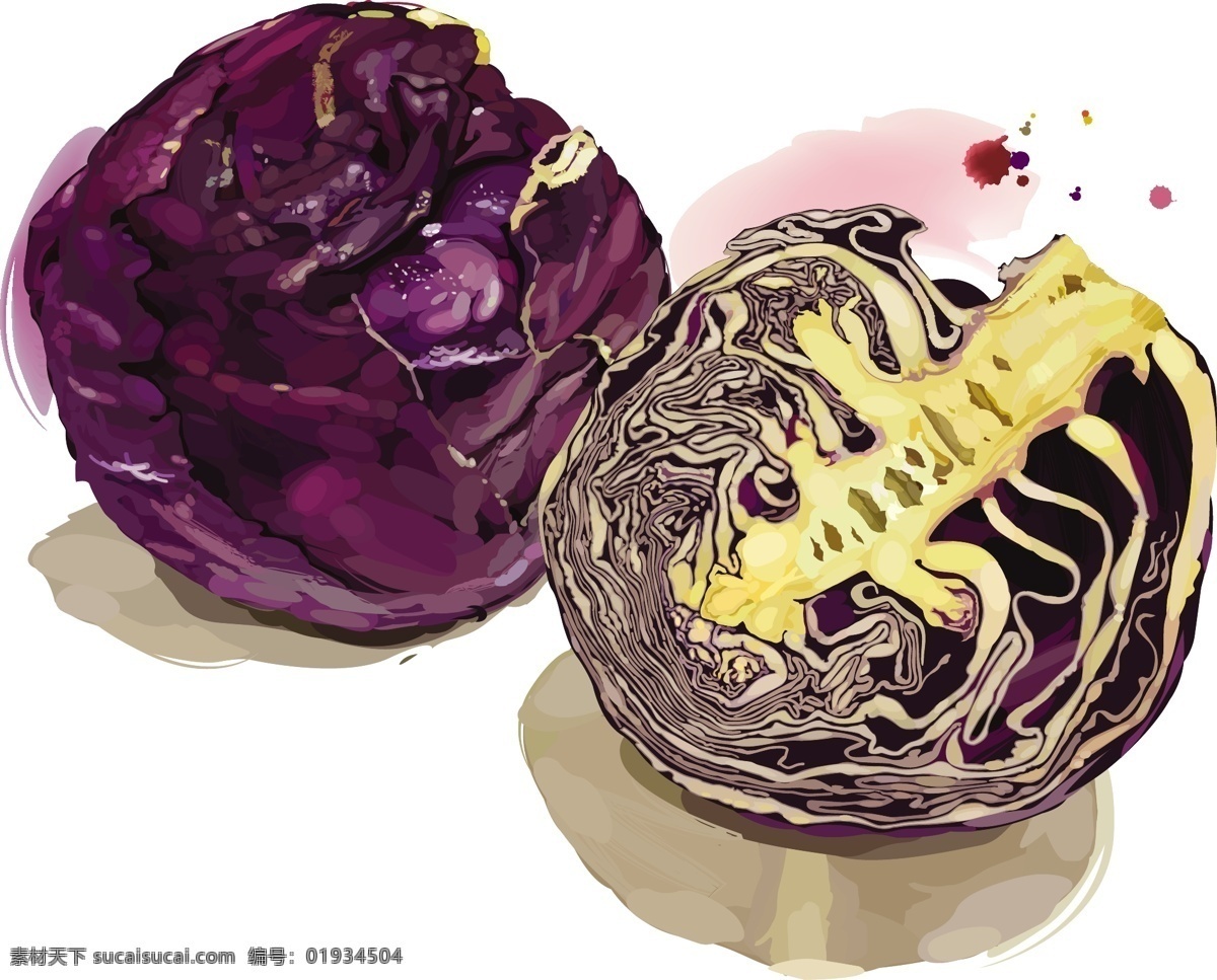 水彩 绘 蔬菜 紫 甘 榄 插画 手绘 水彩绘 卷心菜 紫甘榄 新鲜 美味