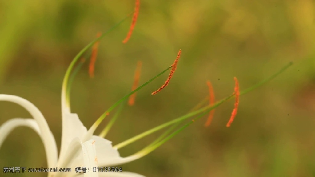 视频背景 实拍视频 视频 视频素材 视频模版 花卉 花蕊 特色 花卉特色视频