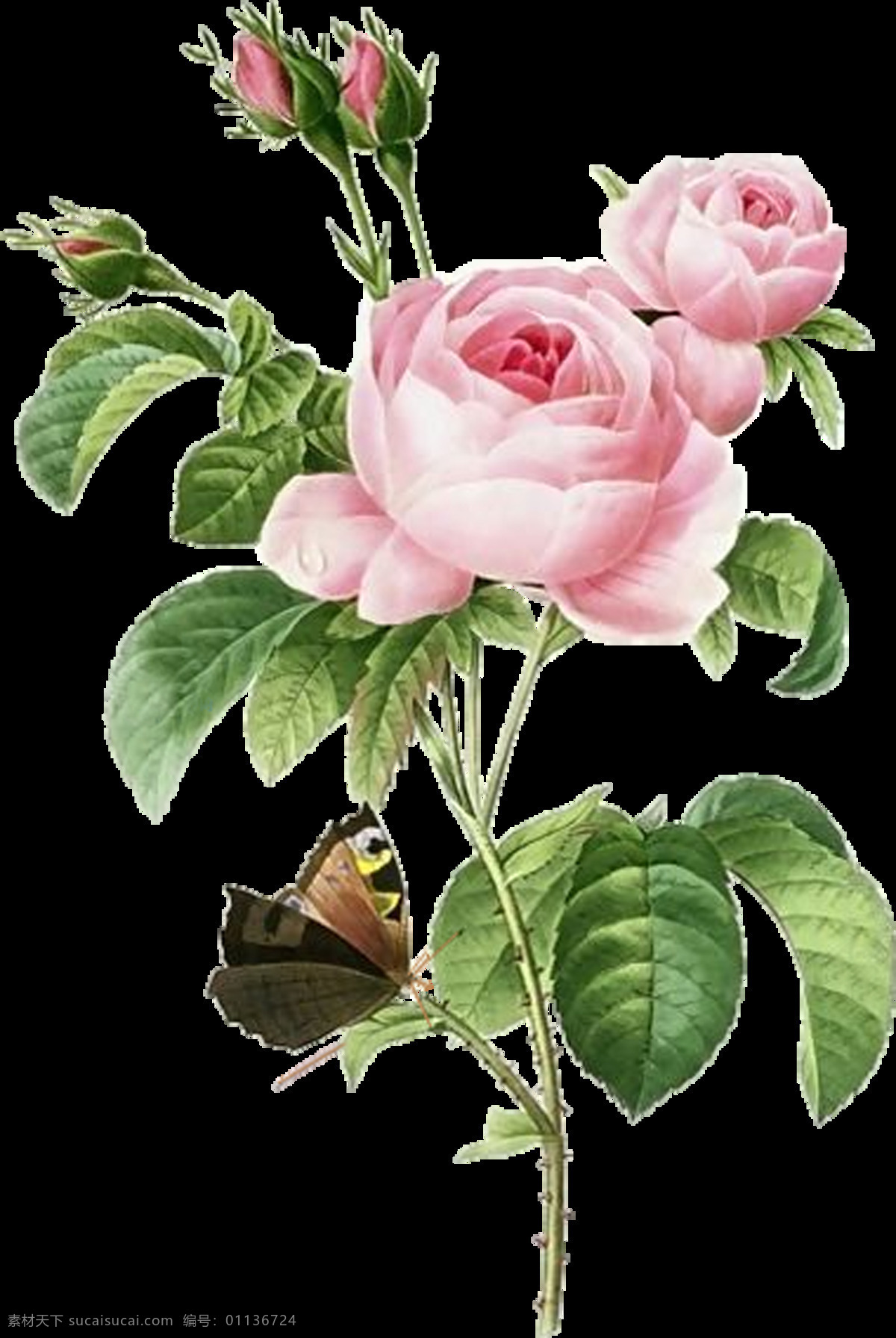 精美 手绘 玫瑰花 元素 七夕 情人 设计元素 装饰素材 花环 花 免扣素材
