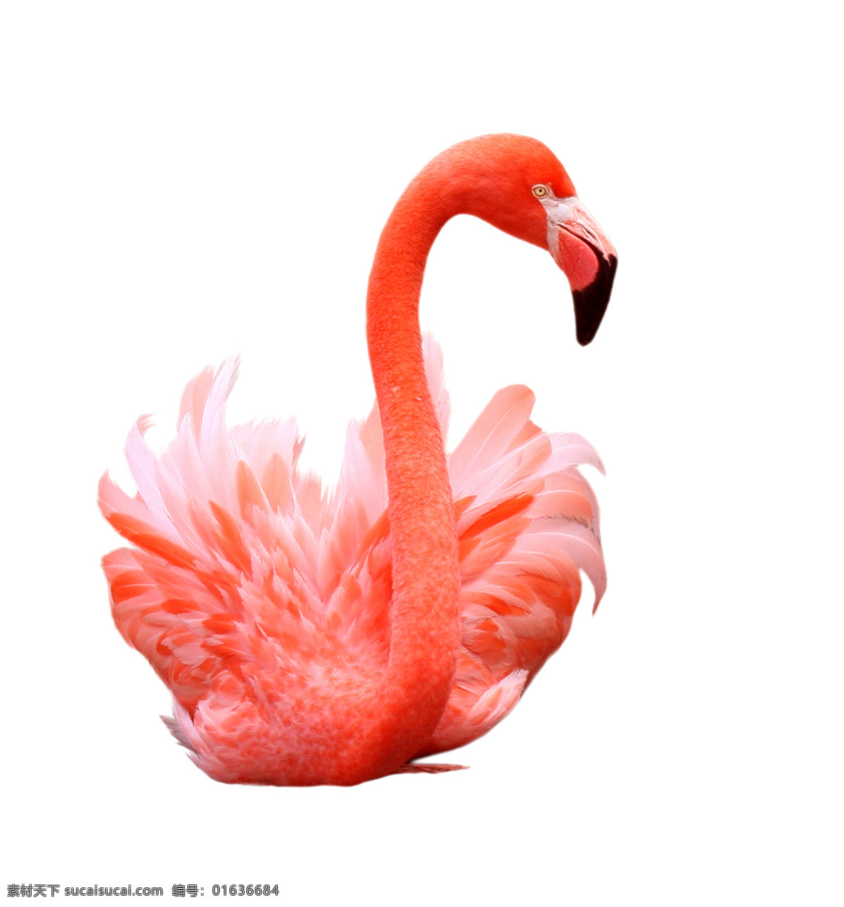 红鹳 红鹤 鸟类 火烈鸟觅食 鸟 一只火烈鸟 动物园 野生动物 共享素材