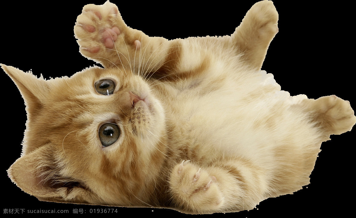 小猫 萌 死人 免 抠 透明 图 层 可爱 小 猫咪 卖 世界 上 最 可爱小猫图片 小猫咪图片 大全 小猫图片高清 小猫海报素材 小猫图片
