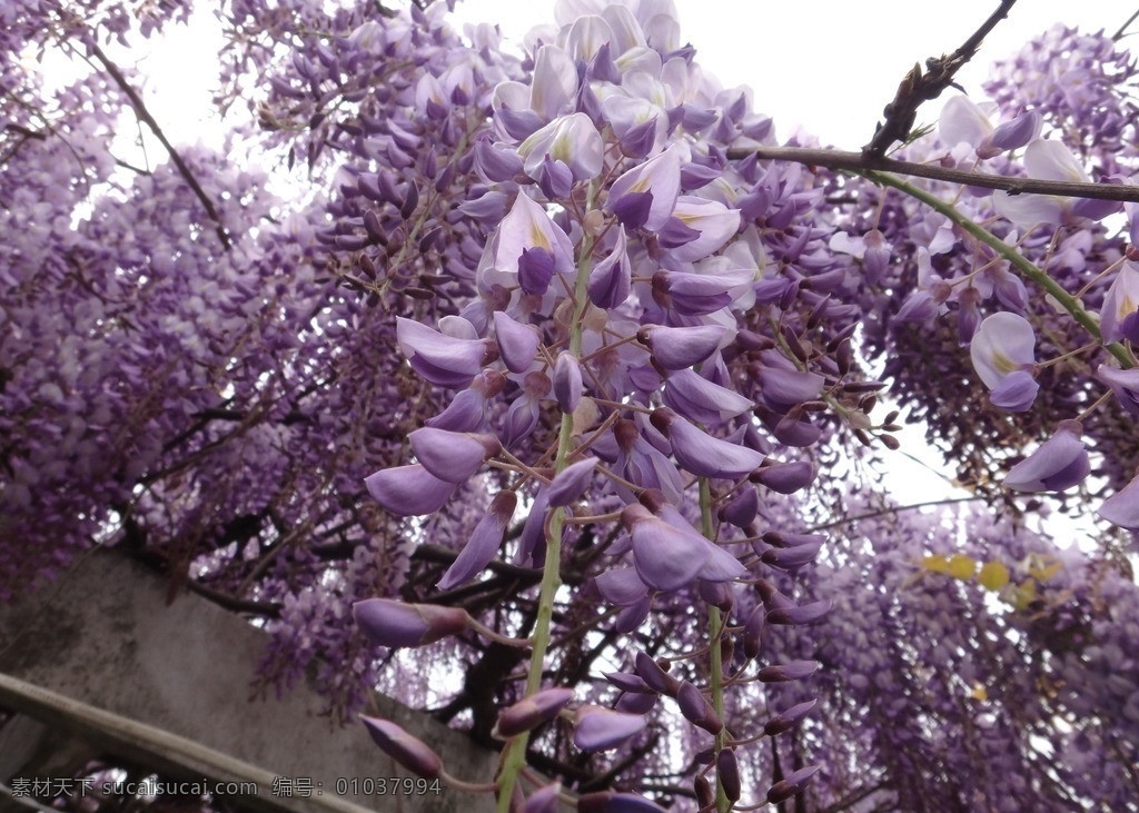 紫藤花海 紫藤花 花海 美丽 壮观 紫花 紫色 自然风景 自然景观