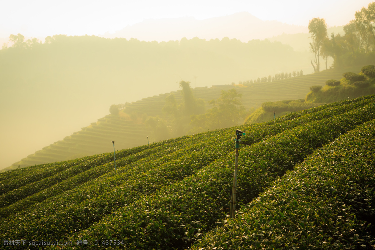 茶园 自然风景 茶山 茶叶 绿茶 风景 美丽风景 景色 农业生产 现代科技