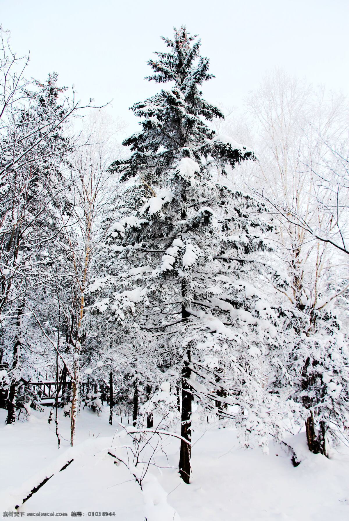 雪 雪乡 雪景 雪松 白雪 冬季雪景 冬季景观 东北雪景 森林 冰雪世界 旅游摄影 国内旅游