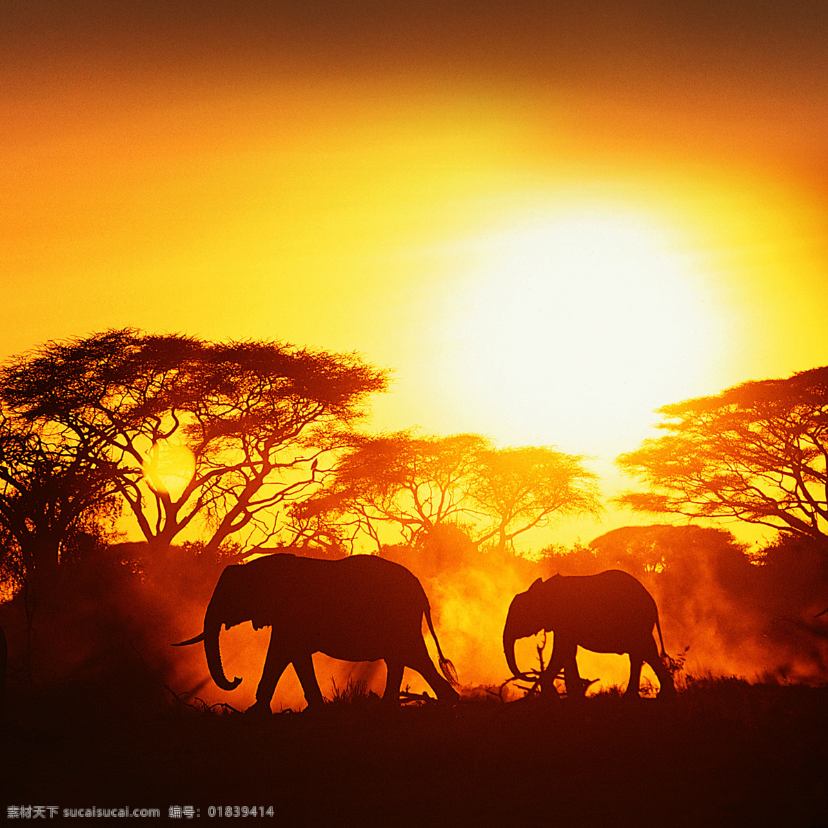 大象 动物 黄昏 夕阳 野生动物 野生大象 生物世界
