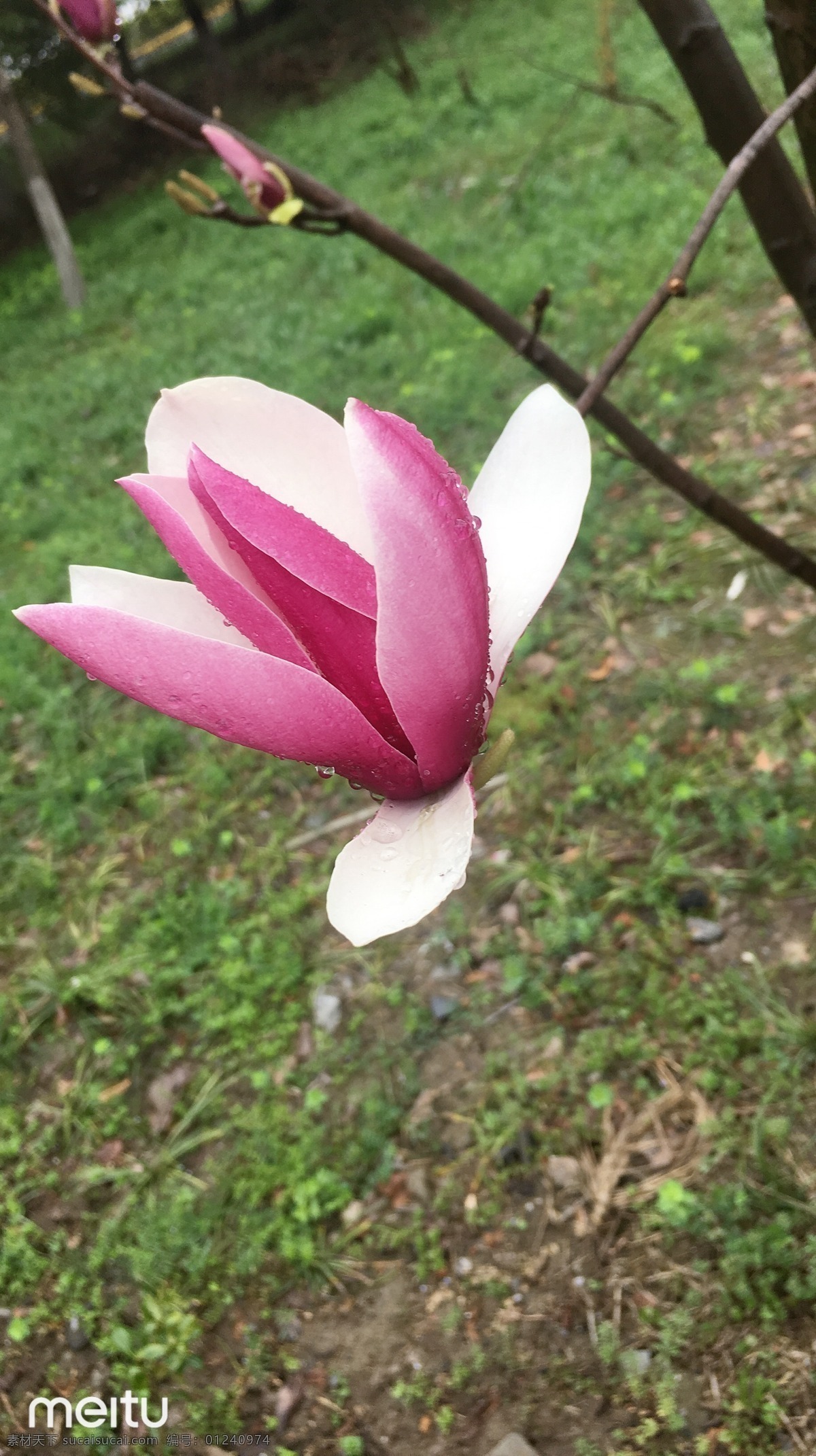 粉色 水珠 雨后玉兰花 春雨 花季 晶莹透亮 植物 旅游摄影 自然风景
