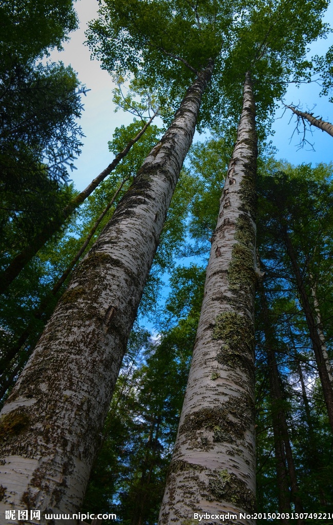 长白山松树 大树 蓝天 树枝 树叶 森林 树木 生物世界 树木树叶